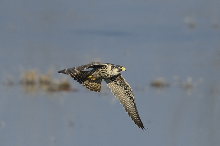 Falco pellegrino